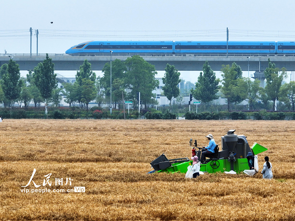 江蘇揚州：“三夏”時節小麥收割忙