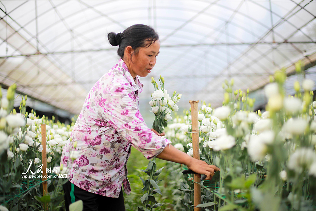 貴州黔西：“鮮花經濟”助力鄉村振興