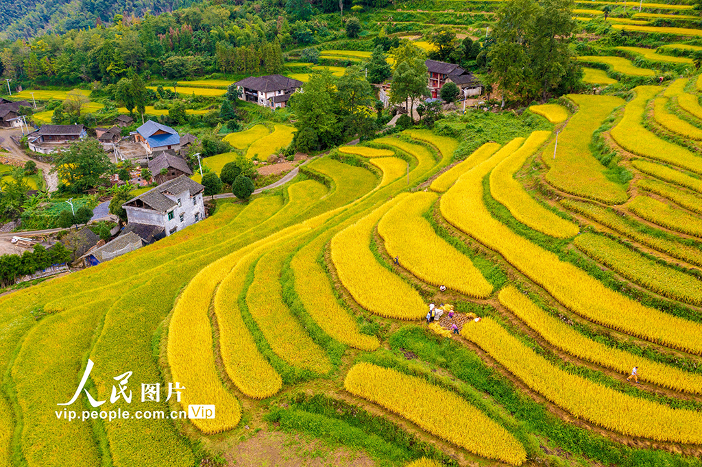 湖南東安：梯田水稻開鐮