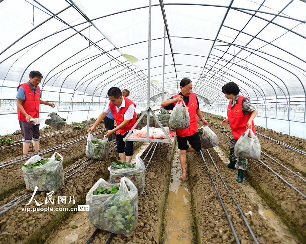 浙江建德：志願者助農打造共富草莓園