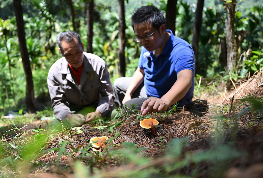 海南：雨林裡的“蘑菇教授” 