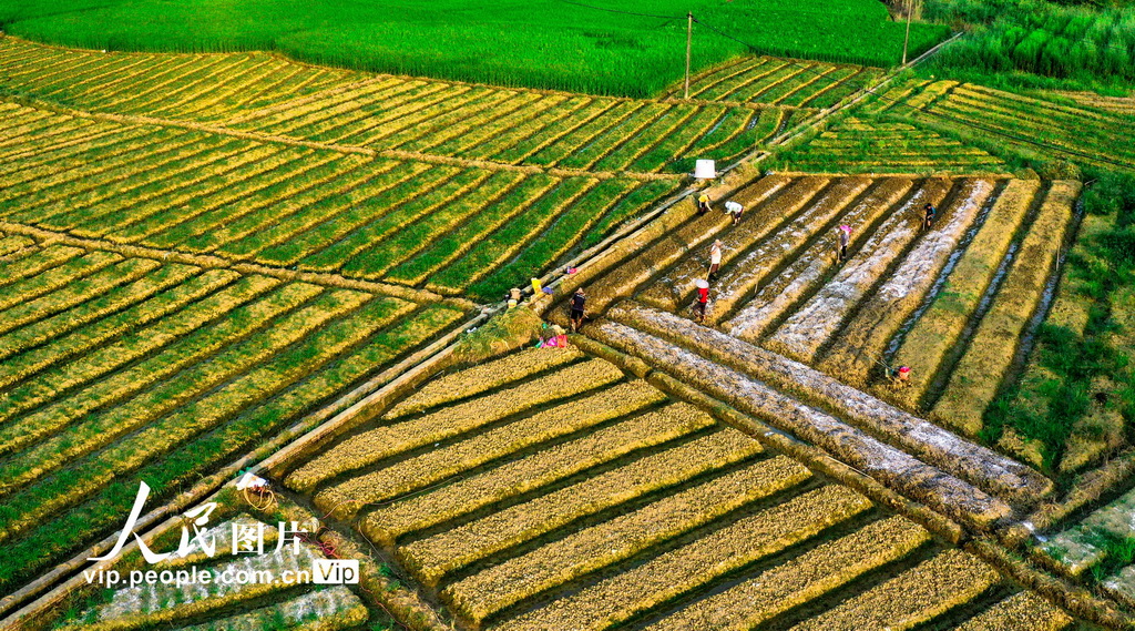 廣西梧州：田間地頭秋種忙