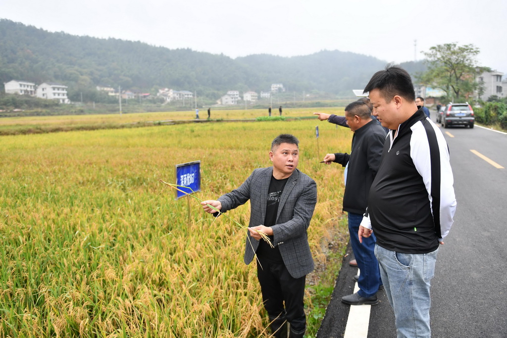 湖南雙峰：“稻再油”示范片“一田三收”促增產