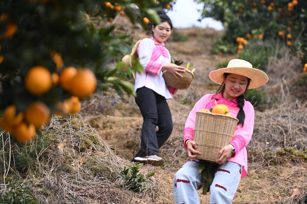 貴州榕江：臍橙喜獲豐收