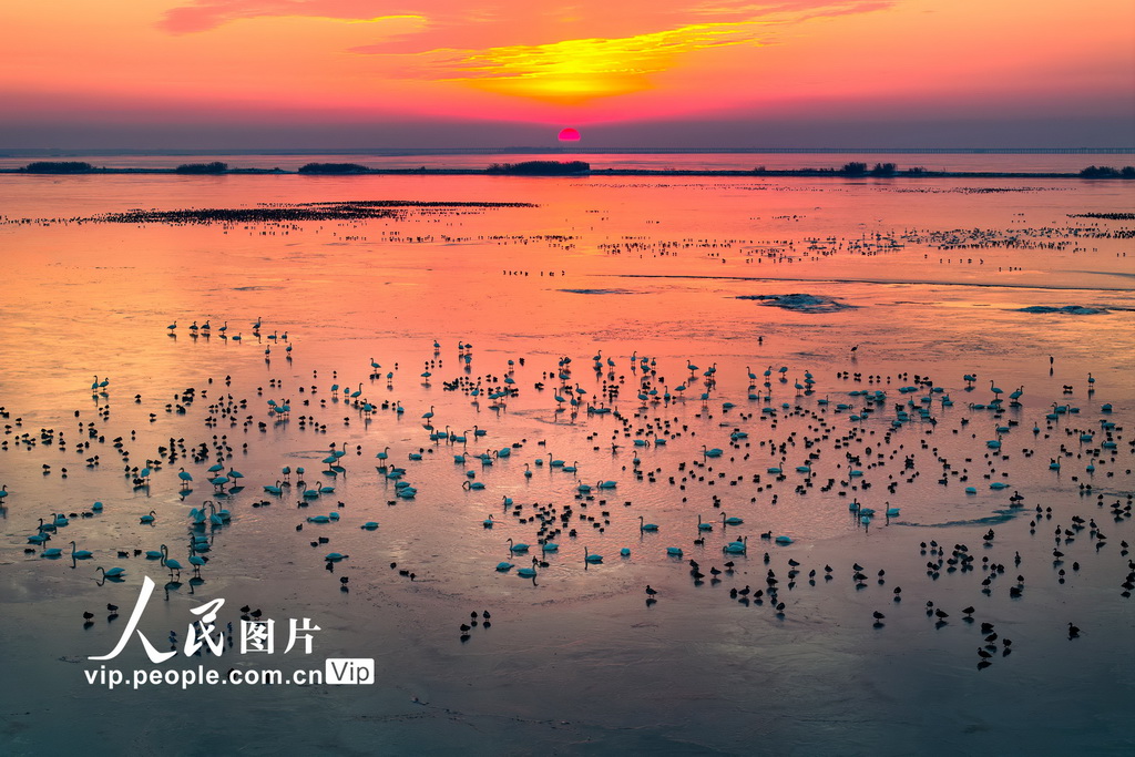 江蘇南京：夕陽下的石臼湖群鳥飛舞