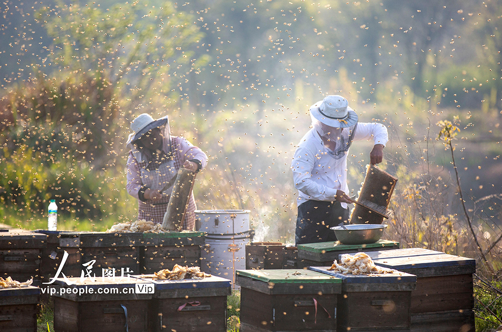  Duchang, Jiangxi: Beekeeping Busy in Spring