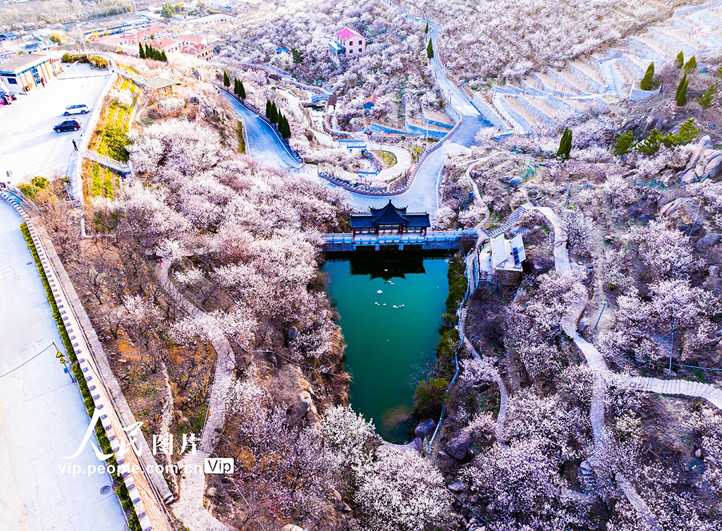 山東省青島：桜桃の花が満開
