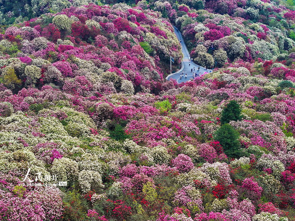 貴州畢節：萬紫千紅總是春