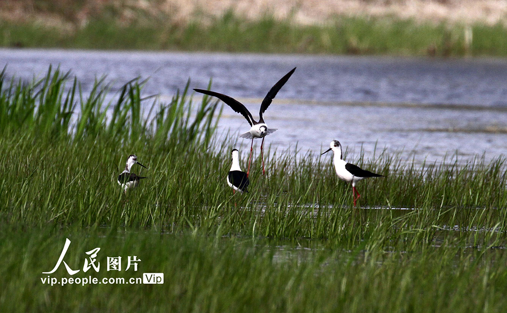 遼寧沈陽：水鳥歡舞生態美