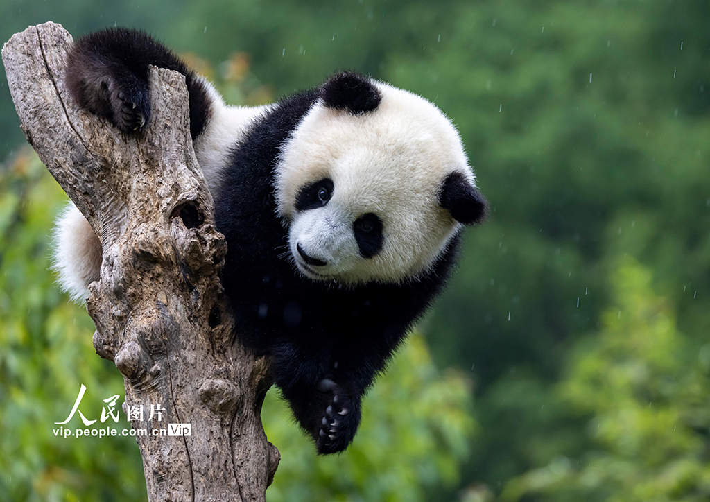 四川汶川：大熊貓憨態可掬