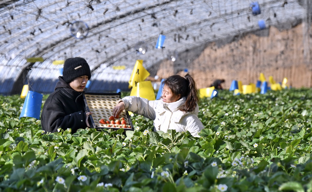 隆冬时节果蔬飘香