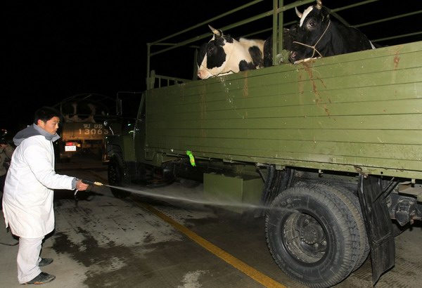 组图:江阴大雪压塌牛棚 武警上海总队急运奶牛