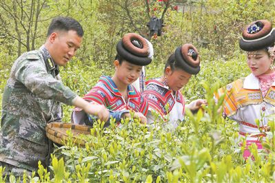 上图：4月22日，贵州省纳雍县人武部民兵来到新房彝族苗族乡阿龙科村，帮助当地村民采茶。王庆泽摄